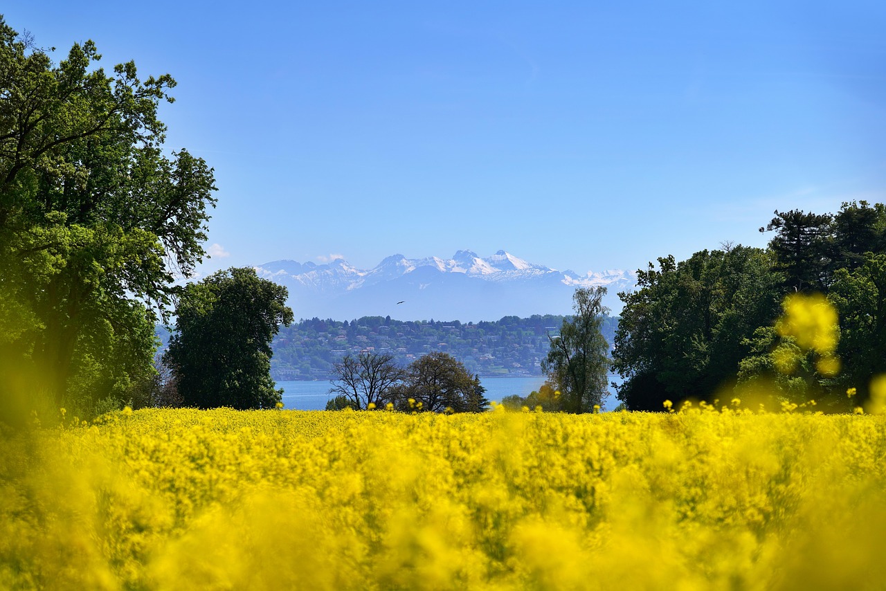 Zander mit Beurre blanc