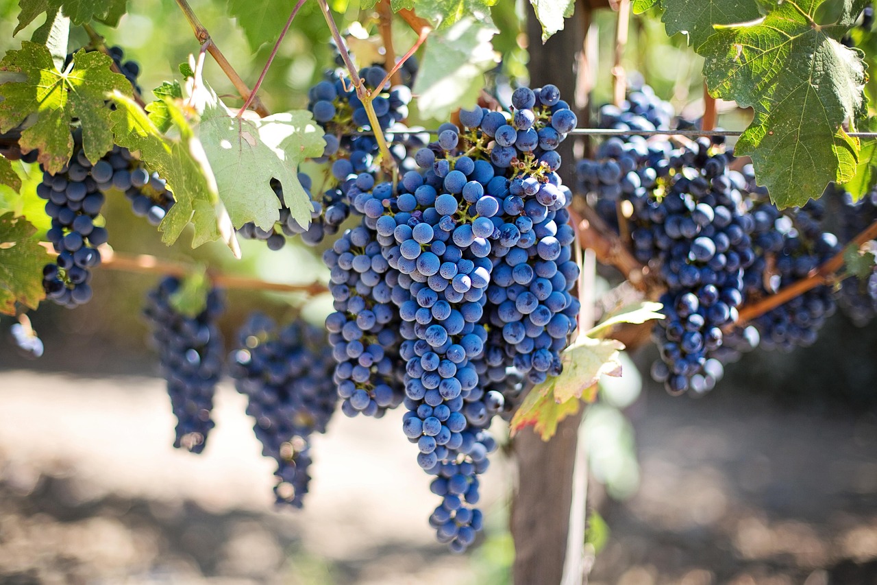 Wein: von römischen Weinbergen zu Weinregionen
