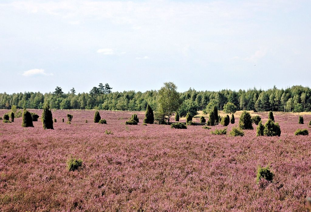 Лунебургская гречневая каша
