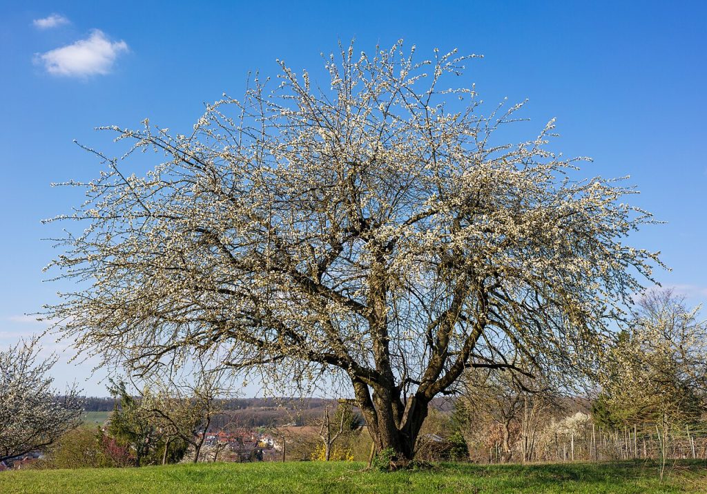 Schwarzwälder Kirschenmichel