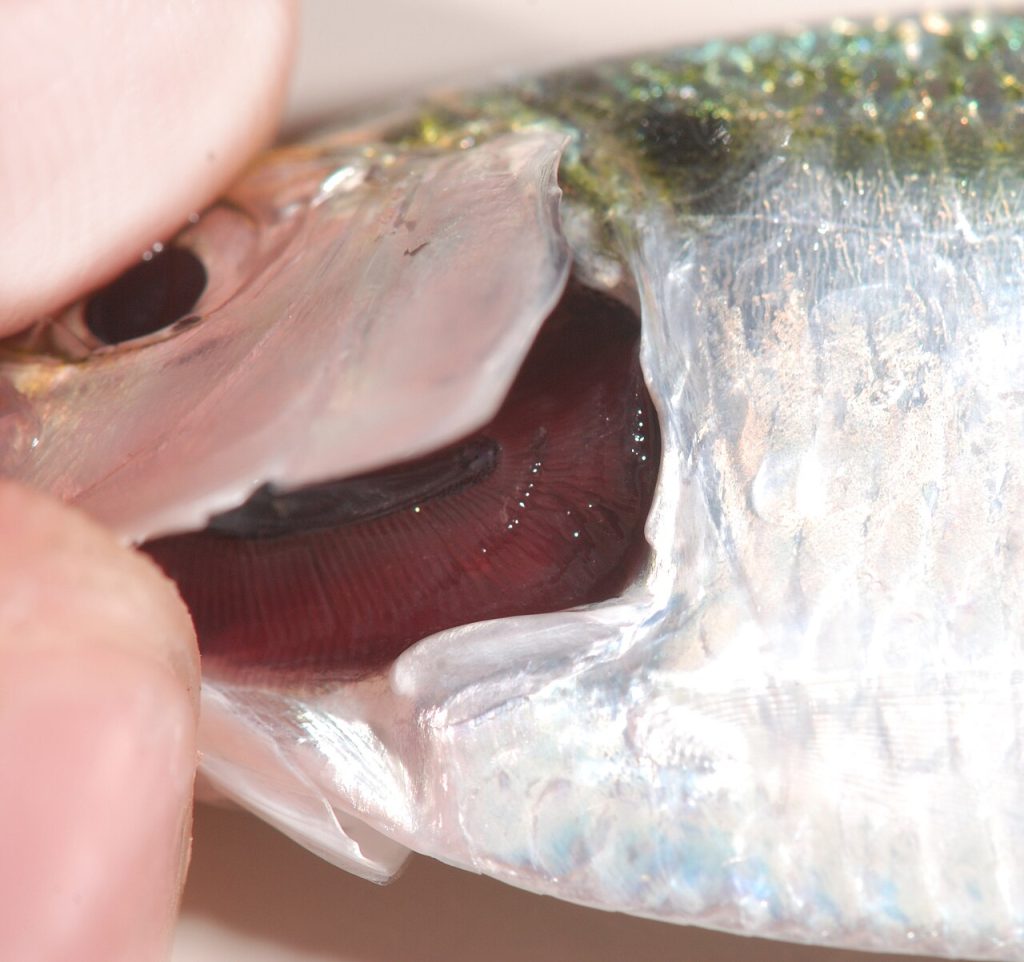 Hering und der Fischhandel der Hanse