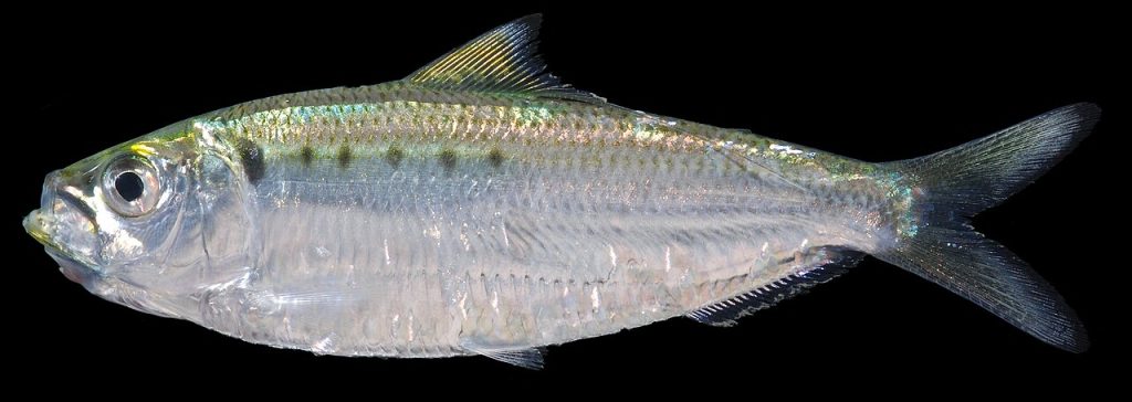 Hering und der Fischhandel der Hanse