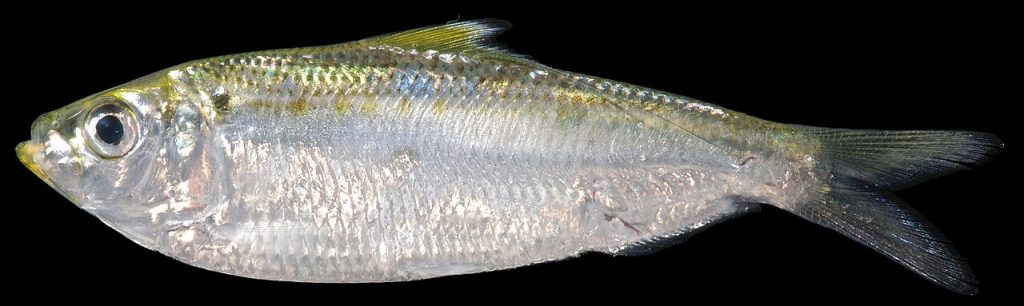 Hering und der Fischhandel der Hanse